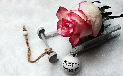 Conoce 3 plantas ideales para decorar tu hogar en Navidad