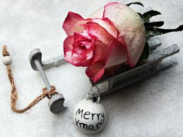 Conoce 3 plantas ideales para decorar tu hogar en Navidad