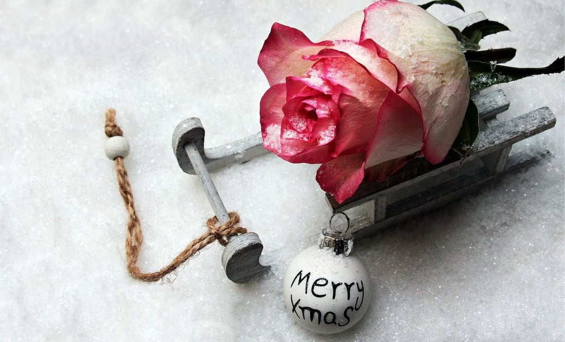 Plantas para Navidad. Fuente: Pixabay