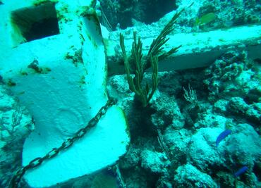 Confirma Conanp daños a arrecife "Acuario" en Quintana Roo