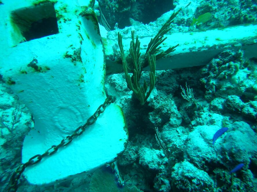 Cortesia del Parque Nacional Arrecifes de Puerto Morelos