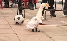 Pato Merlín será registrado ante el IMPI, informa su dueña; abre la puerta a refresquera Pascual para usar su imagen