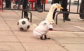 El pato Merlín, embajador del Mundial 2026, visita el Gol Fest en Naucalpan; juega cascarita con su dueño