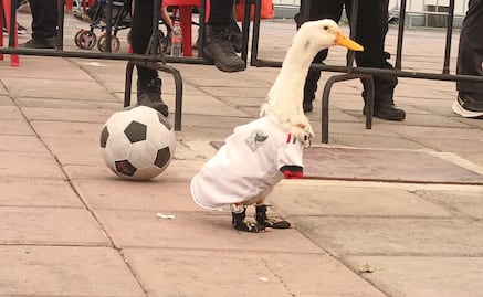 Pato Merlín será registrado ante el IMPI, informa su dueña; abre la puerta a refresquera Pascual para usar su imagen