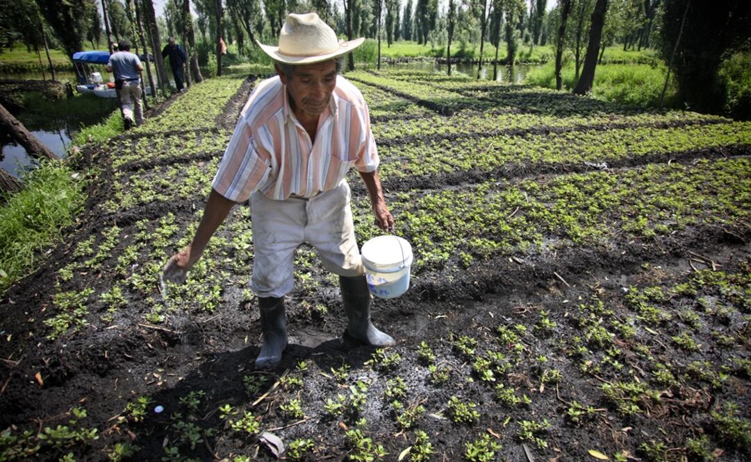 In pre-Hispanic times, chinampas were used to plant all the crops necessary for a family’s sustenance - Photo: File photo/EL UNIVERSAL