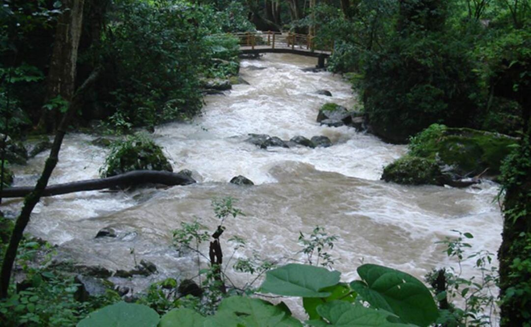 Suelos de los bosques templados son muy fértiles. Foto: Archivo
