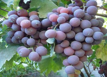 La Rioja es una de las regiones vitivinícolas más grandes del mundo