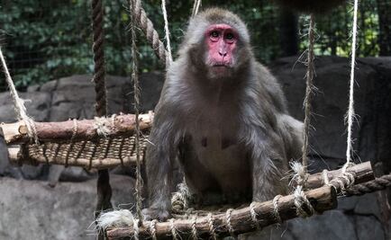 Estudiarán la evolución del lenguaje con primates