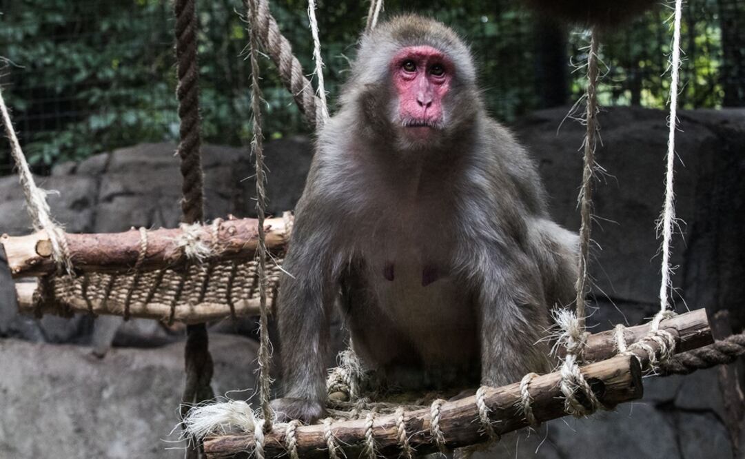 Escogerán entre lo más de cincuenta géneros de primates para poder distinguir los fenotipos existentes de toma de turnos. Foto: Germán Espinosa/EL UNIVERSAL