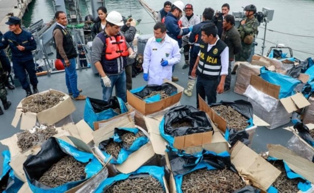 Decomisan en Perú más de 12 millones de caballitos de mar disecados