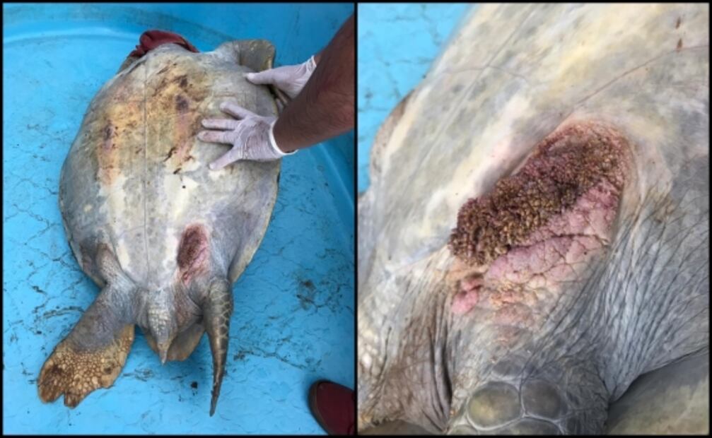 Hallan dos tortugas con enormes tumores en costas de Sinaloa