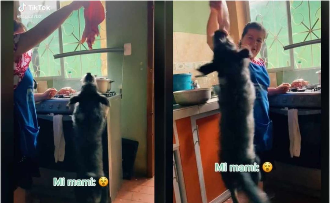 "Y se marchó con su oreja de chanchito", escribió la usuaria de TikTok