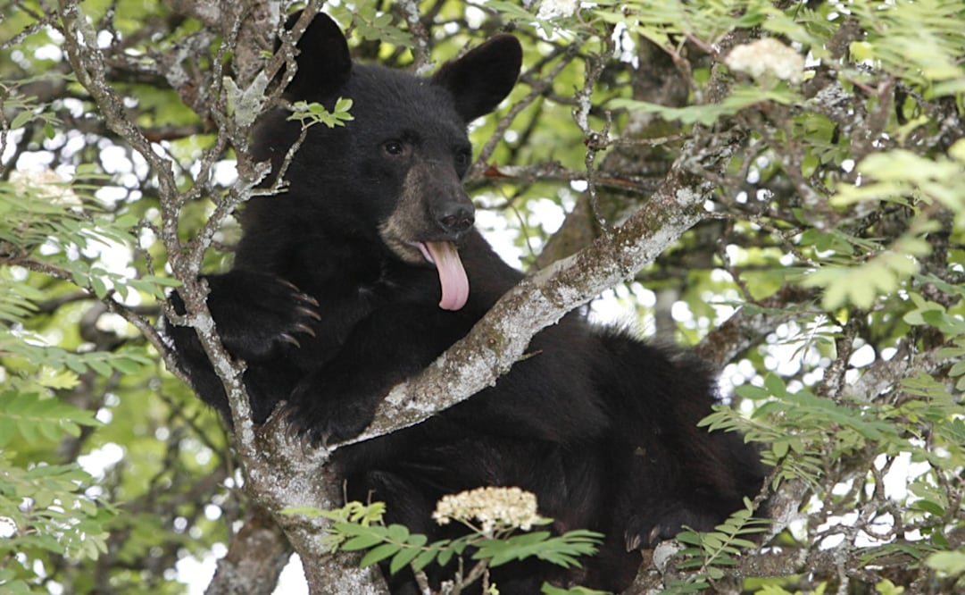 A black bear sticks its tongue out while sitting in a tree - Photo: Brian Wallace/The Juneau Empire/AP