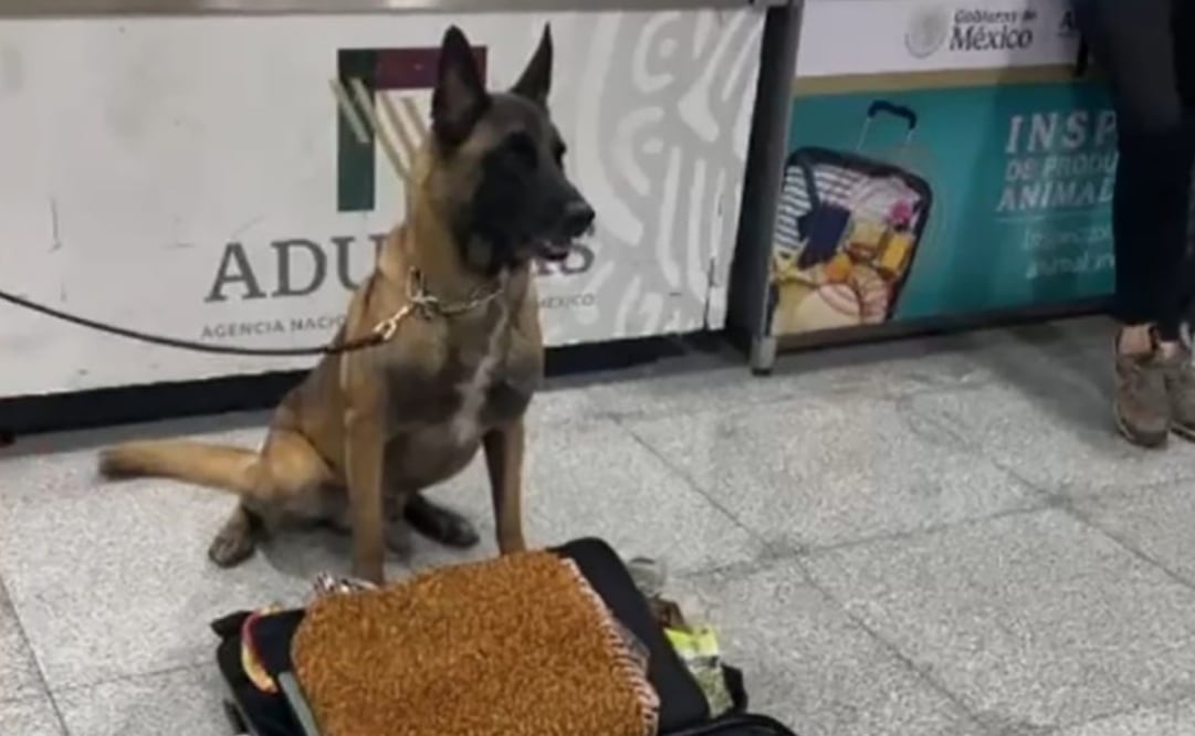 Max IV, binomio canino del AICM, realiza dos aseguramientos en un mismo día. Foto: Especial
