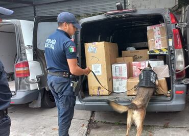 Agentes caninos de Veracruz incautan casi 400 kilos de marihuana en diferentes operativos; han colaborado en la detención de más de 460 personas