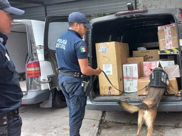 Agentes caninos de Veracruz incautan casi 400 kilos de marihuana en diferentes operativos; han colaborado en la detención de más de 460 personas