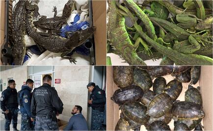 Aseguran Profepa 172 ejemplares de vida silvestre en la TAPO