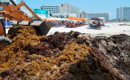 Sargazo: ¿es recomendable viajar a las playas de Quintana Roo?
