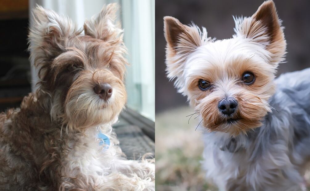 Schnauzer miniatura y Yorkshire Terrier. Fuente: Pixabay