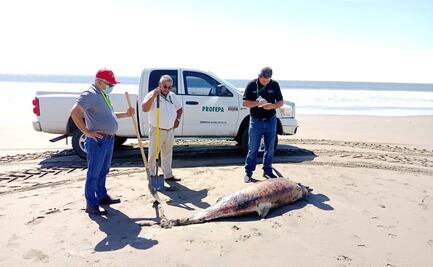 Investigan muerte de nueve delfines en playas de Guasave