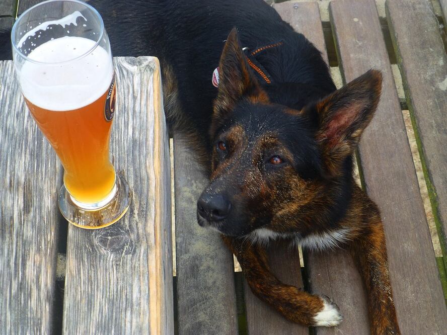 Tu perro podrá disfrutar de una cerveza especial para él / Foto: Pixabay
