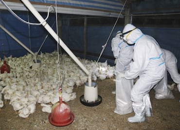 ¿Qué es la gripe aviar A(H5N2) que provocó la muerte de un mexicano?