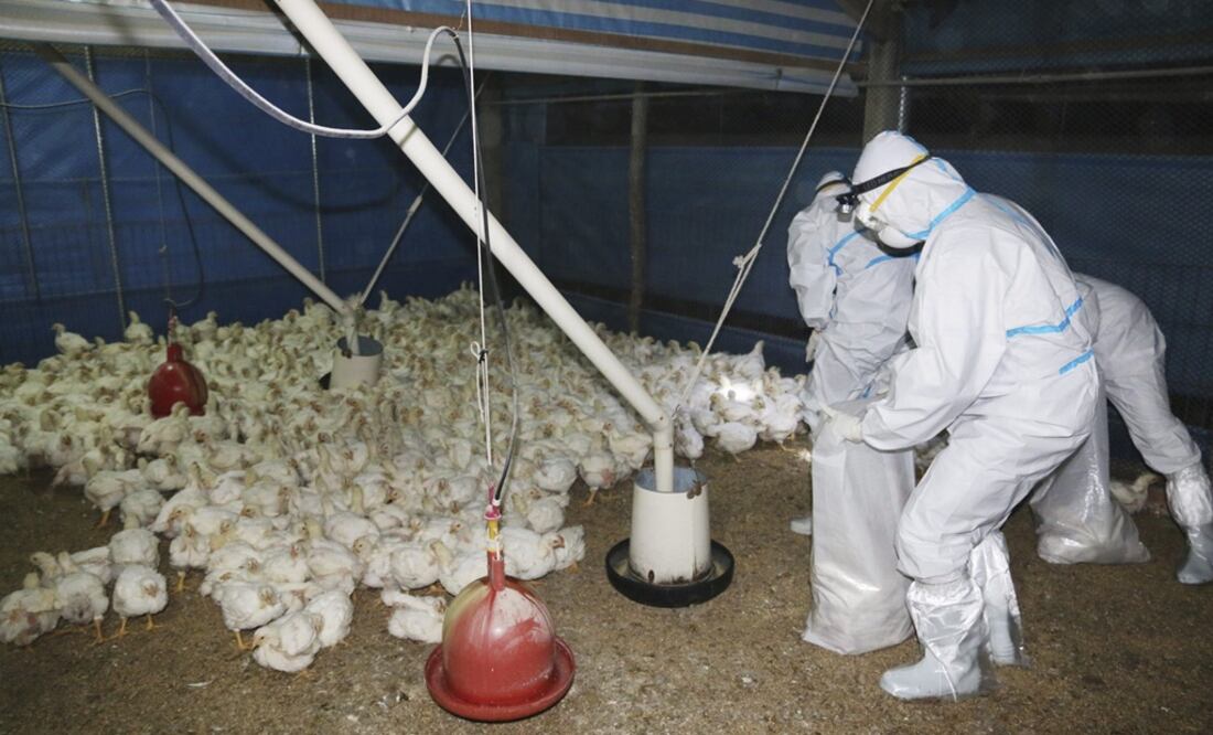 Las aves acuáticas como gaviotas, golondrinas y aves zancudas, así como los patos, gansos y cisnes, se consideran reservorios (organismos hospedadores) de los virus de influenza aviar tipo A. Foto: EFE/Archivo