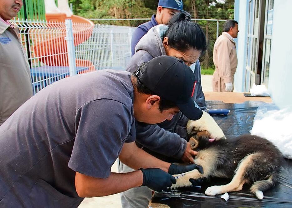 La esterilización se lleva a cabo de manera periódica y gratuita. Foto: Especial