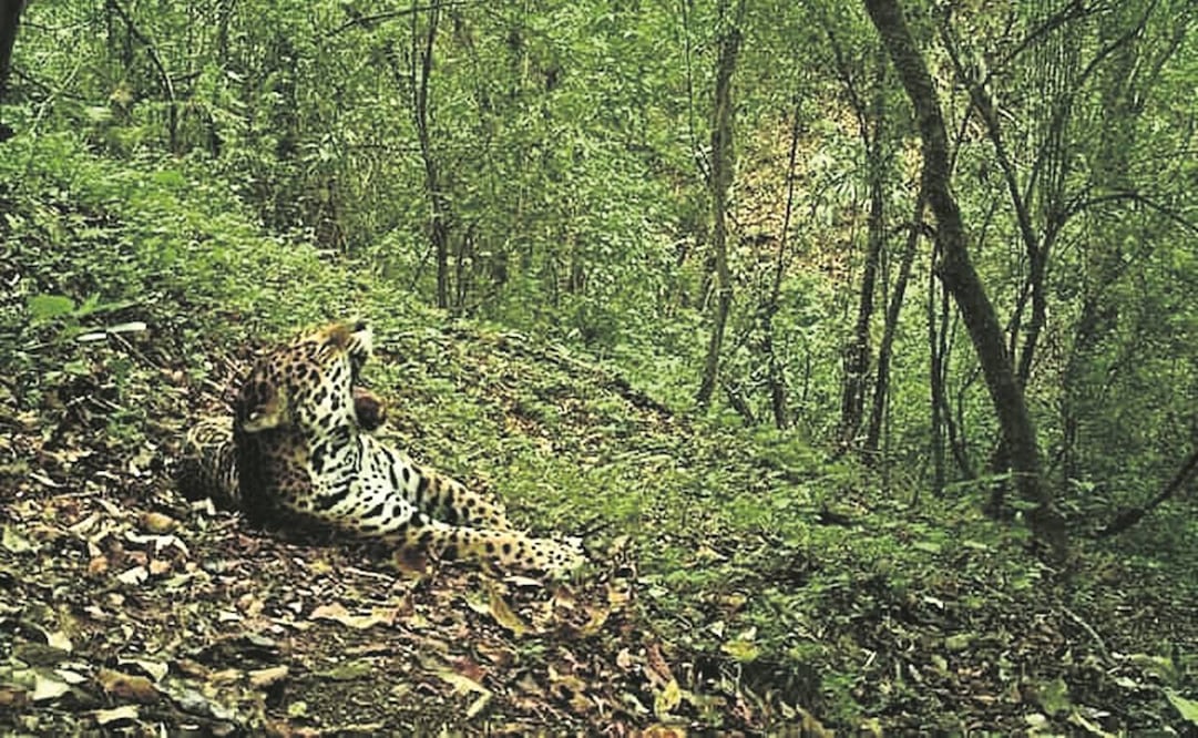 Para monitorear a los felinos, se han instalado cámaras-trampa en las zonas en donde se han observado algunos ejemplares. Foto: Especial