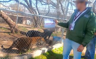 Profepa asegura 44 animales silvestres en Aguascalientes; se exhibían en un sitio de turismo de naturaleza