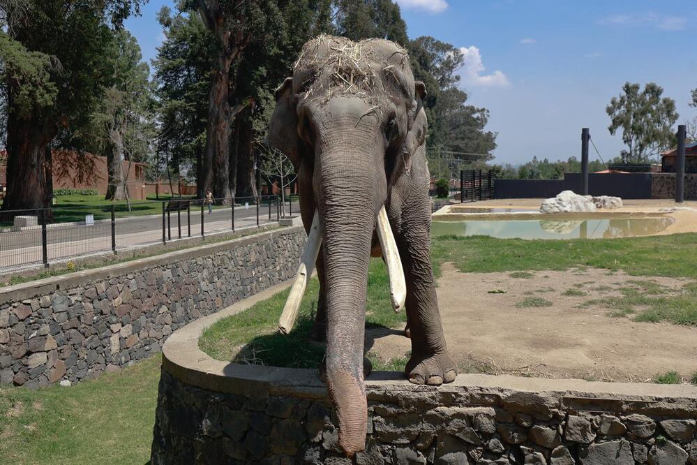 Realizan colecta de llaves para “Ted”, el elefante. Buscan edificar un monumento. (FOTO: Claudia González)