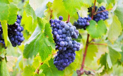 Vino mexicano: recordar el pasado, proyectar el futuro 