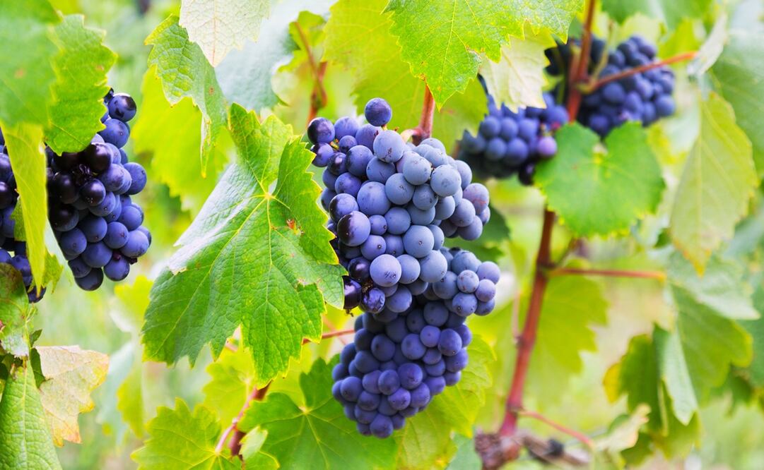 Foto: bearfotos / Freepik