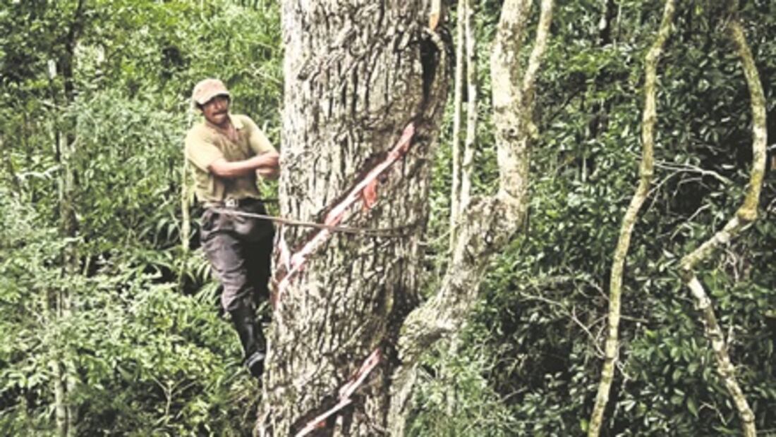 “Pega” el chicle maya con ganancias empresariales