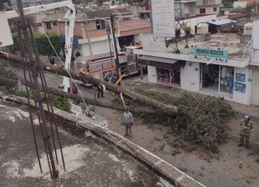 Reportan caída de 15 árboles y un espectacular tras ráfagas de viento en Texcoco