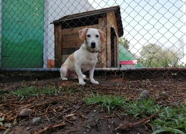 Perritos rescatados en el Metro celebrarán el sexto aniversario de su albergue: FOTOS