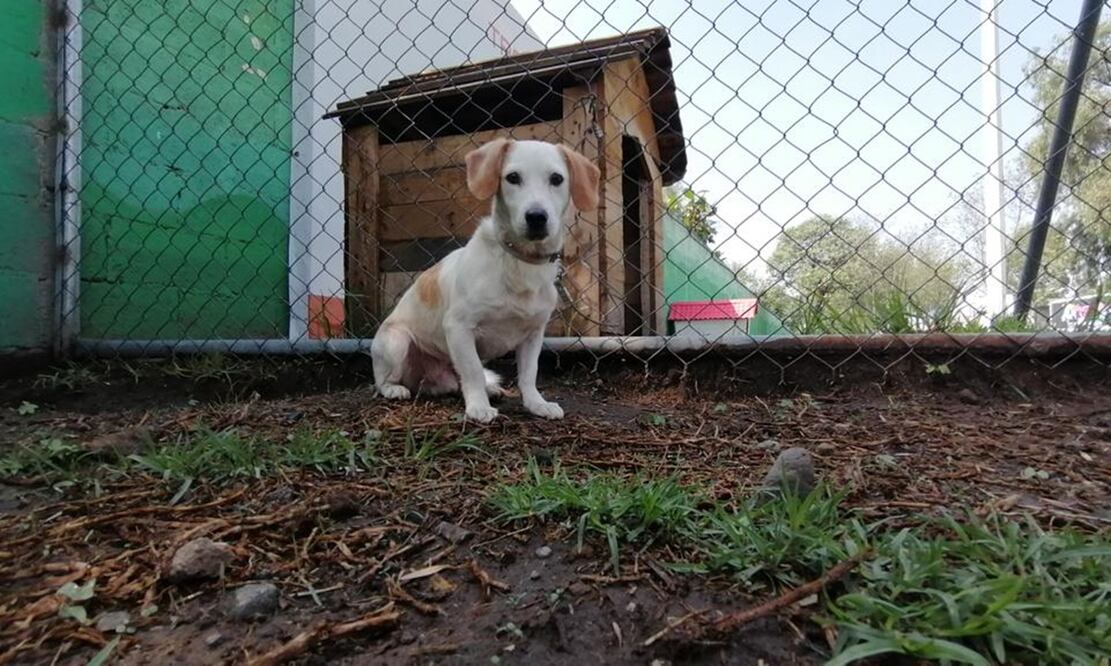Perritos en adopción. FOTO: Especial/ EL UNIVERSAL/