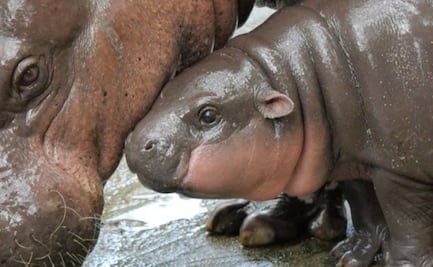 Zoológico de Khao Kheow festeja los 3 meses de vida de Moo Deng con tierna foto inédita