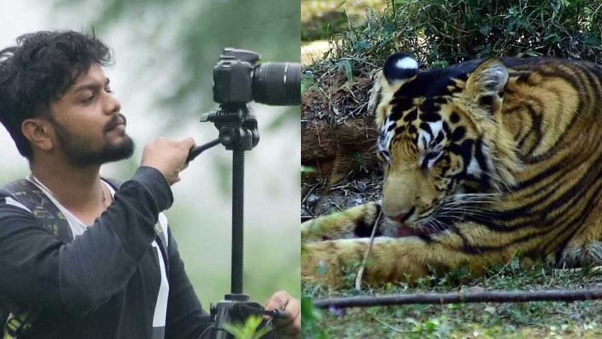 Satya Swagat, un joven de 23 años de Nueva Delhi, logró fotografiar a dos ejemplares del extraño tigre negro. Foto: Twitter @MailOnline