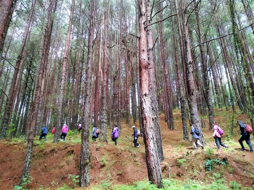 Este tipo de caminatas tienen beneficios a la salud. Fotos: Facebook “Baños de Bosque México: Shinrin-yoku 森林浴”