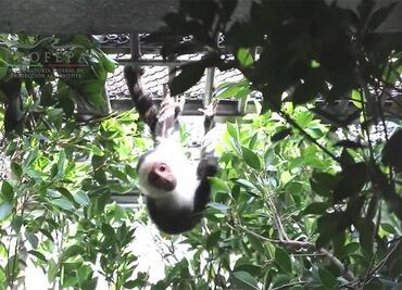 Mono capuchino vivirá en Zoológico de Chapultepec