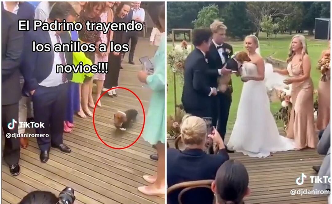 Lomito se convierte en padrino de anillos en una boda. Fotos: Capturas de TikTok @djdaniromero