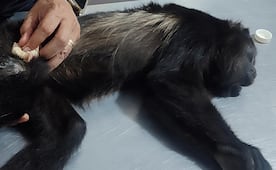 Rescatan en Chiapas a mono aullador hembra en cautiverio, con signos de desnutrición; es probable víctima de tráfico ilegal