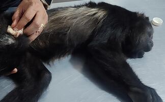 Rescatan en Chiapas a mono aullador hembra en cautiverio, con signos de desnutrición; es probable víctima de tráfico ilegal