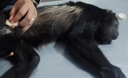 Rescatan en Chiapas a mono aullador hembra en cautiverio, con signos de desnutrición; es probable víctima de tráfico ilegal
