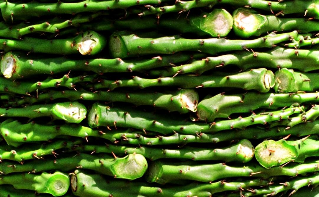 Located in the Zitácuaro municipality, the company operates with patented Mexican technology, generating electric power and fuel out of nopal biomass - Photo: File photo/EFE