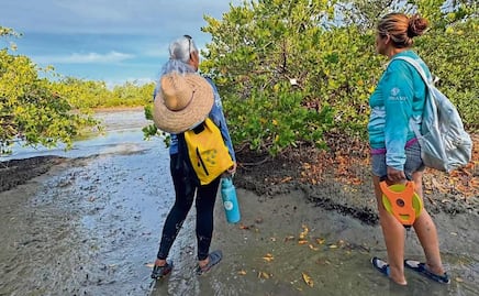 Guardianas del Conchalito, al rescate del manglar