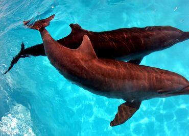 Delfines darán terapias a niños del DIF en Sonora