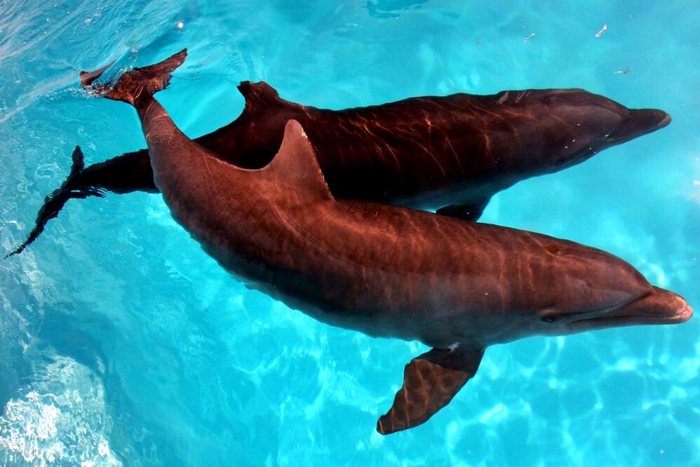 Foto: Archivo/EL UNIVERSAL