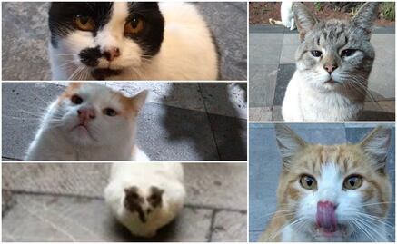 "El Pavo Gordo", "Topacio" y "Gandalla", ellos son los gatos que le ganaron a Hacienda